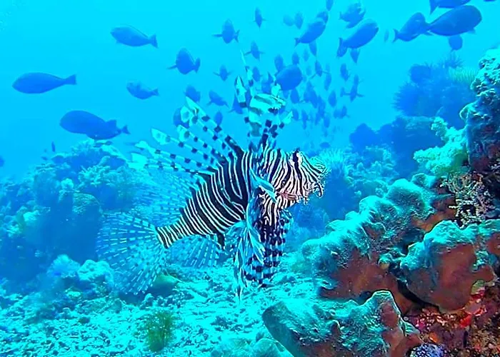 Sunia Loka & Dive Center 3* バニュウェダン